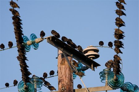 electricity pole silhouette - Birds on telephone lines, gathered in large groups Stock Photo - Budget Royalty-Free & Subscription, Code: 400-05220583