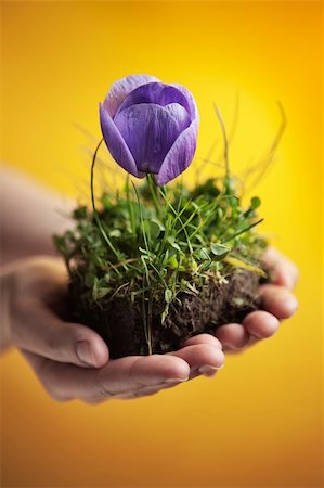 woman hands holding a piece of groung with purple flower Stock Photo - Budget Royalty-Free & Subscription, Code: 400-05220592