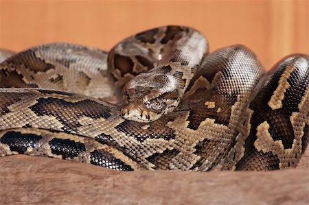 pitón pelota - Closeup of a snake lying curled up in a barn Foto de stock - Super Valor sin royalties y Suscripción, Código: 400-05220607