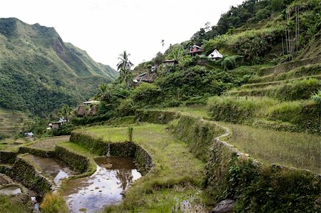 picture of luzon landscape - the world heritage ifugao rice terraces on the steep mountain slopes of batad in northern luzon in the philippines Stock Photo - Budget Royalty-Free & Subscription, Code: 400-05220687