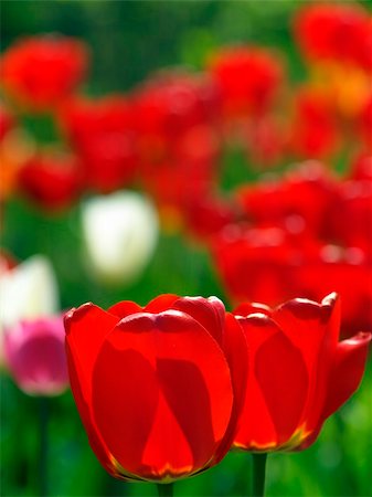 Group of red tulips daytime in spring Foto de stock - Super Valor sin royalties y Suscripción, Código: 400-05221009