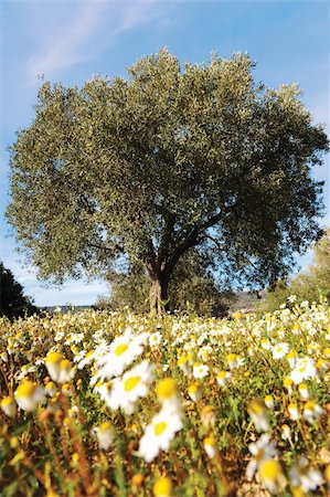 sardinia rural - lonely olive tree in the middle of a daisy field Stock Photo - Budget Royalty-Free & Subscription, Code: 400-05221179