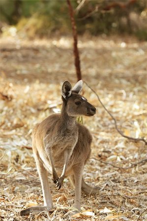 Kangaroo Animal in the Wild at Australia Fotografie stock - Microstock e Abbonamento, Codice: 400-05221289