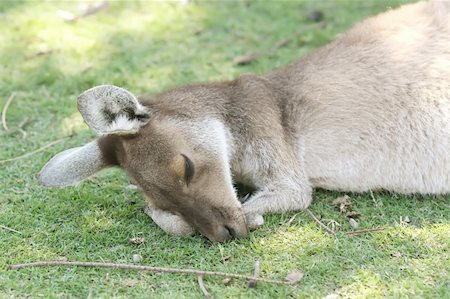 Kangaroo Animal in the Wild at Australia Stock Photo - Budget Royalty-Free & Subscription, Code: 400-05221291