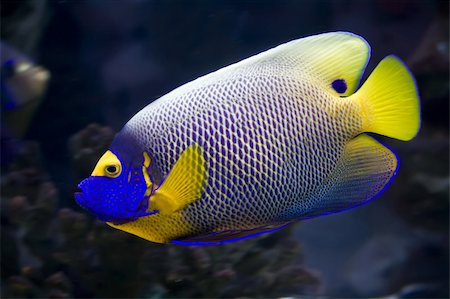 poisson-ange - Beautiful exotic tropical fish angelfish Photographie de stock - Aubaine LD & Abonnement, Code: 400-05221365