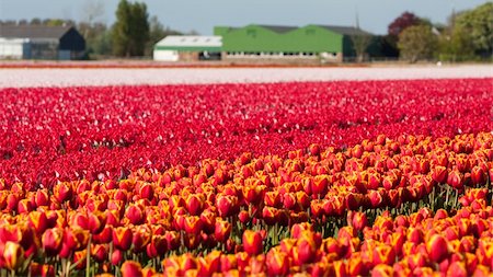 Field of coloful tulips. Dutch flower industry. The Netherlands Stock Photo - Budget Royalty-Free & Subscription, Code: 400-05221455