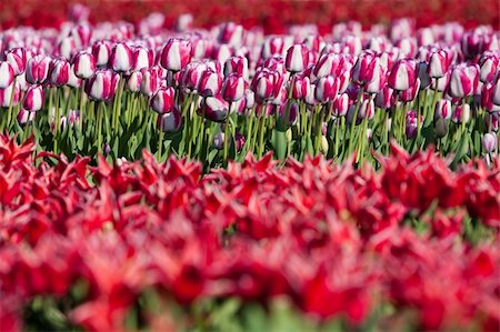 Flowerbed of tulips of different colors. Dutch flowers in the Keukenhof park Fotografie stock - Microstock e Abbonamento, Codice: 400-05221457