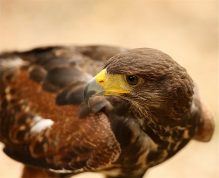 Portrait of a Harris Hawk Stock Photo - Budget Royalty-Free & Subscription, Code: 400-05221479