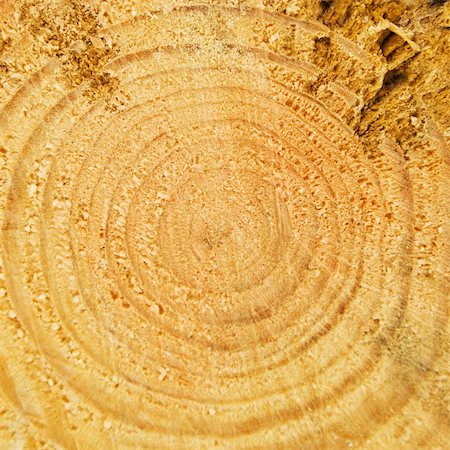 simsearch:400-08110547,k - Cut of tree trunk with the annual rings Stock Photo - Budget Royalty-Free & Subscription, Code: 400-05221615