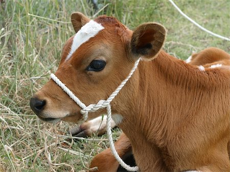 female black cow - Red and White Calf with Rope Halter Lying down Stock Photo - Budget Royalty-Free & Subscription, Code: 400-05221657