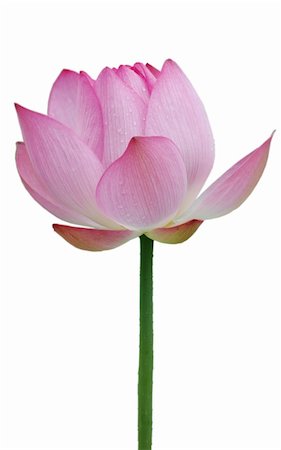 defun (artist) - Lotus flower isolated on white background Fotografie stock - Microstock e Abbonamento, Codice: 400-05221737