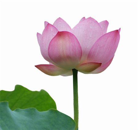 defun (artist) - Lotus flower isolated on white background Fotografie stock - Microstock e Abbonamento, Codice: 400-05221738