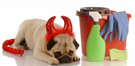 bad dog - pug dressed as devil laying beside cleaning supplies Fotografie stock - Microstock e Abbonamento, Codice: 400-05221730