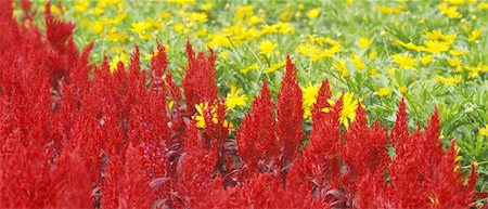 simsearch:400-04079769,k - nature red and green flower bed Stock Photo - Budget Royalty-Free & Subscription, Code: 400-05221740