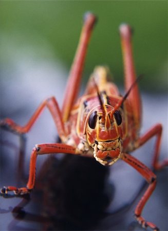 simsearch:400-04901085,k - A close up of a red grasshopper in the Florida Keys Fotografie stock - Microstock e Abbonamento, Codice: 400-05221945