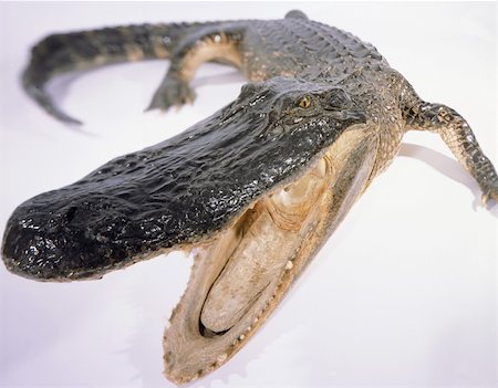 simsearch:400-05322640,k - Alligator closeup with jaws open on white Stock Photo - Budget Royalty-Free & Subscription, Code: 400-05221947