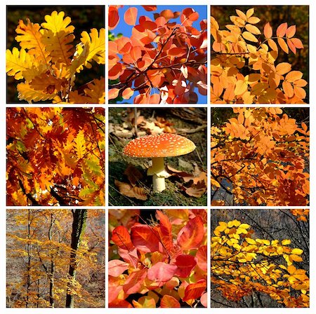 Autumn forest details with mushroom Photographie de stock - Aubaine LD & Abonnement, Code: 400-05222735