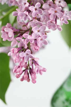 simsearch:400-05162269,k - Beautiful fragrant purple lilac on white background Stock Photo - Budget Royalty-Free & Subscription, Code: 400-05222996