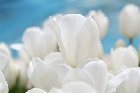 tulip background Fotografie stock - Microstock e Abbonamento, Codice: 400-05223074