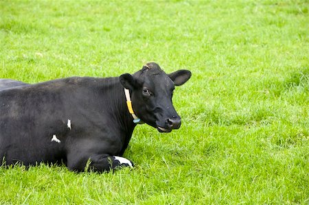 simsearch:400-07676838,k - Dutch cow in the meadow Stock Photo - Budget Royalty-Free & Subscription, Code: 400-05223078