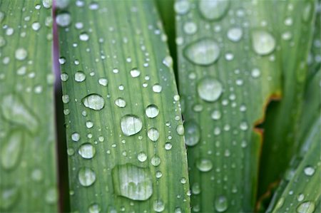 of water droplets on leaves Fotografie stock - Microstock e Abbonamento, Codice: 400-05223073
