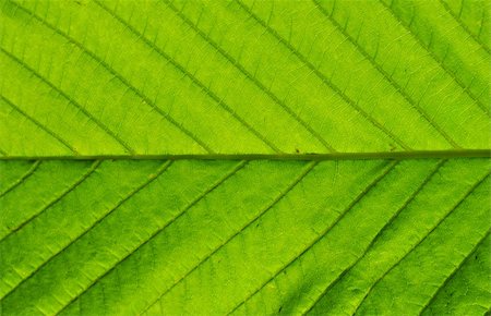 simsearch:400-03926372,k - Green leaf closeup Fotografie stock - Microstock e Abbonamento, Codice: 400-05223135