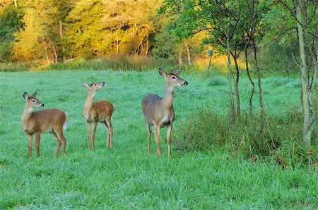 simsearch:400-04793517,k - Whitetail deer doe standing in a field with two fawns. Foto de stock - Super Valor sin royalties y Suscripción, Código: 400-05234470