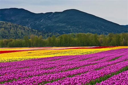 Tulip Festival - Agasiz - British Columbia Foto de stock - Super Valor sin royalties y Suscripción, Código: 400-05234533