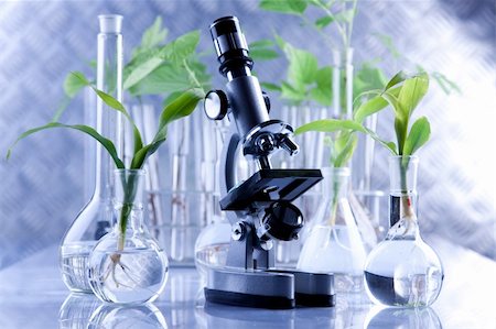 seed laboratory - Young seedlings in laboratory Stock Photo - Budget Royalty-Free & Subscription, Code: 400-05234663