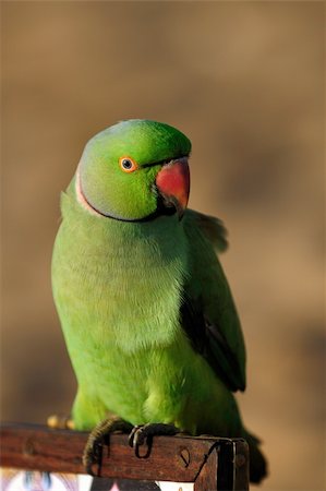 simsearch:400-06363874,k - A close up shot of a green parrot Photographie de stock - Aubaine LD & Abonnement, Code: 400-05234817