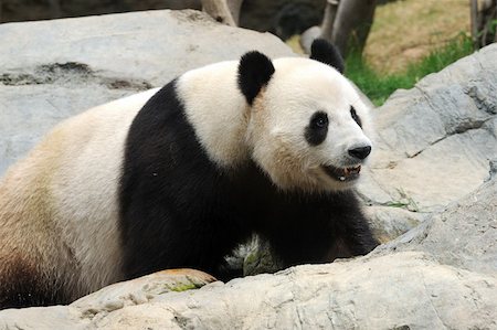 simsearch:400-07621881,k - Niedlich Panda in einem lokalen Zoo in Hongkong Stockbilder - Microstock & Abonnement, Bildnummer: 400-05234850