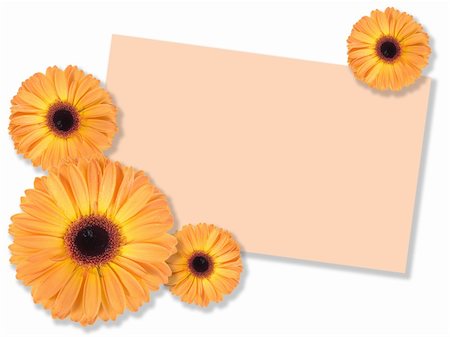 simsearch:400-06095720,k - One orange flower with message-card on white background. Close-up. Studio photography. Stock Photo - Budget Royalty-Free & Subscription, Code: 400-05234923