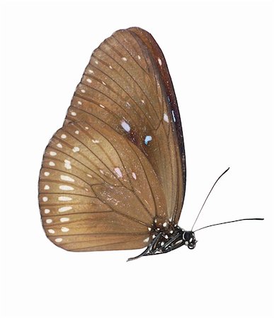 simsearch:400-07680450,k - butterfly set isolated in white background. Photographie de stock - Aubaine LD & Abonnement, Code: 400-05235021