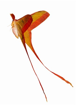 simsearch:400-08402802,k - moth long tail butterfly (Actias dubernardi) isolated in white background. Stockbilder - Microstock & Abonnement, Bildnummer: 400-05235023