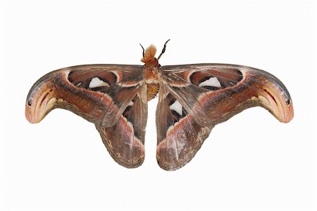 defun (artist) - giant silkworm moth(Attacus atlas atlas) Fotografie stock - Microstock e Abbonamento, Codice: 400-05235031