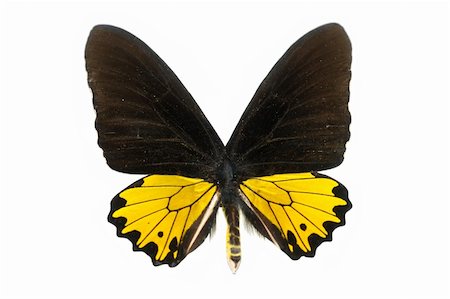 simsearch:400-07826173,k - butterfly isolated in white background Stockbilder - Microstock & Abonnement, Bildnummer: 400-05235044