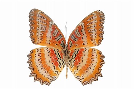 simsearch:400-07826173,k - butterfly isolated in white background Stockbilder - Microstock & Abonnement, Bildnummer: 400-05235046