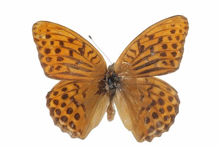 simsearch:400-07826173,k - butterfly isolated in white background Stockbilder - Microstock & Abonnement, Bildnummer: 400-05235049