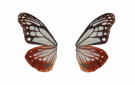 defun (artist) - butterfly isolated in white background Fotografie stock - Microstock e Abbonamento, Codice: 400-05235057