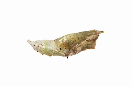 defun (artist) - Butterfly cocoon isolated Fotografie stock - Microstock e Abbonamento, Codice: 400-05235050