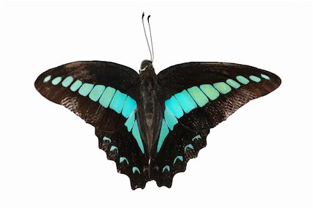 defun (artist) - butterfly isolated in white background. Fotografie stock - Microstock e Abbonamento, Codice: 400-05235165