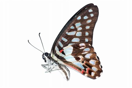 simsearch:400-08402802,k - butterfly isolated in white background. Stockbilder - Microstock & Abonnement, Bildnummer: 400-05235166