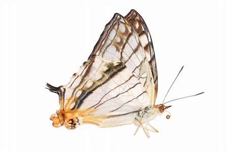 simsearch:400-08402802,k - butterfly isolated in white background. Stockbilder - Microstock & Abonnement, Bildnummer: 400-05235167