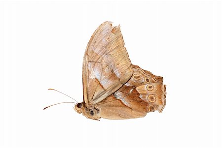 simsearch:400-08402802,k - butterfly isolated in white background. Stockbilder - Microstock & Abonnement, Bildnummer: 400-05235168