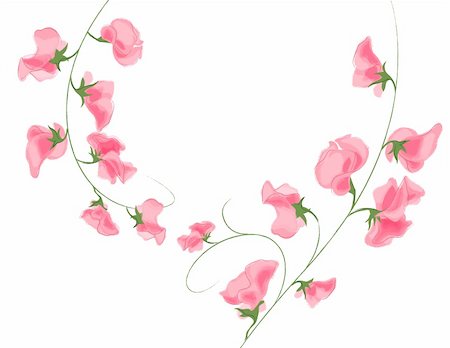 simsearch:400-04697736,k - illustration drawing of pink flower in a white background Photographie de stock - Aubaine LD & Abonnement, Code: 400-05235161