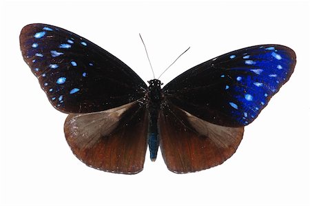 simsearch:400-08402802,k - butterfly isolated in white background. Stockbilder - Microstock & Abonnement, Bildnummer: 400-05235174