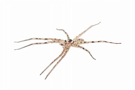 simsearch:640-02770439,k - giant spider isolated in white background Foto de stock - Super Valor sin royalties y Suscripción, Código: 400-05235175