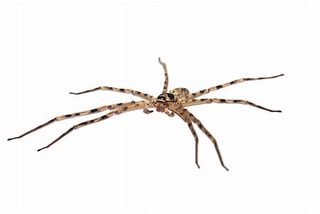 simsearch:400-04645267,k - giant spider isolated in white background Stock Photo - Budget Royalty-Free & Subscription, Code: 400-05235176