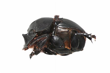 simsearch:400-08222144,k - insect dung beetle isolated in white Stockbilder - Microstock & Abonnement, Bildnummer: 400-05235178