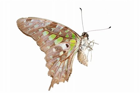 simsearch:400-08402802,k - butterfly isolated in white background. Stockbilder - Microstock & Abonnement, Bildnummer: 400-05235170
